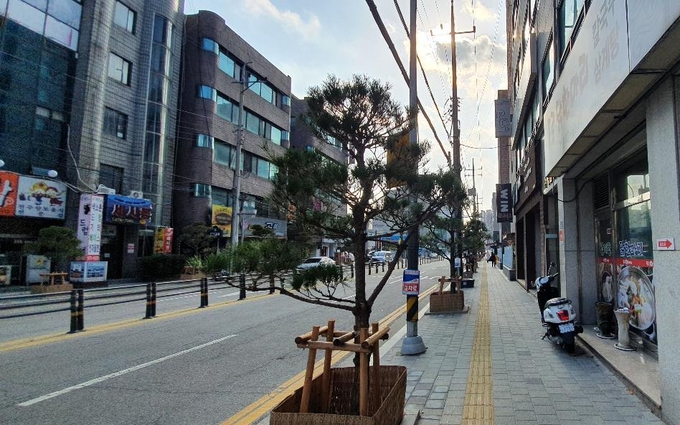 가로수가 소나무로 교체된 후 범골로 전경
