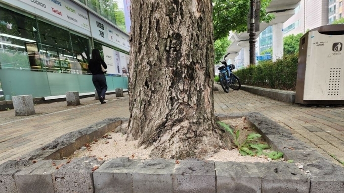 [기자수첩] 보여주기식 녹지 vs 시민 보행권, 답은 이미 나와 있었다
