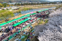 의정부 호원 벚꽃 페스타, 봄 대표 지역축제로 '도약'