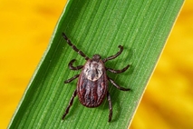 의정부시 보건소, 진드기 감염병 주의…예방수칙 준수 당부